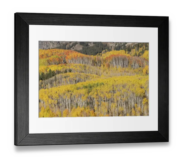 Framed Print : USA, Colorado, Gunnison National Forest. Aspen forest in autumn. ©Don Grall / Jaynes Gallery / DanitaDelimont.com Framed Print : USA, Colorado, Gunnison National Forest. Aspen forest in autumn. ©Don Grall / Jaynes Gallery / DanitaDelimont.com