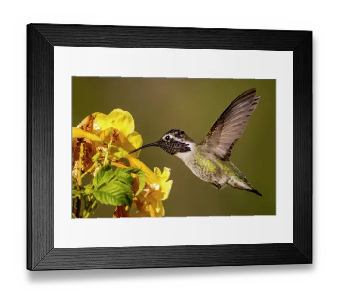 Framed Print : Costas hummingbird in Pam Springs, California, USA Framed Print : Costas hummingbird in Pam Springs, California, USA