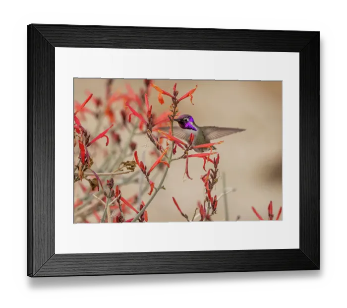 Framed Print : Costas hummingbird feeding on Justicia Californica flowers in Palm Springs, California, USA Framed Print : Costas hummingbird feeding on Justicia Californica flowers in Palm Springs, California, USA