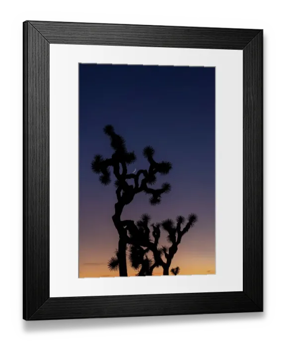 Framed Print : Joshua Trees with crescent moon near sunset in Joshua Tree National Park, California, USA Framed Print : Joshua Trees with crescent moon near sunset in Joshua Tree National Park, California, USA