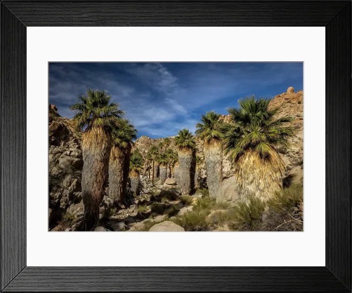 Framed Print : Lost Palms oasis in Joshua Tree National Park, California, USA Framed Print : Lost Palms oasis in Joshua Tree National Park, California, USA