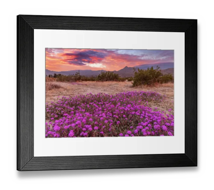 Framed Print : Sand verbena wildflowers with San Jacinto Mountains at sunrise in Palm Springs, California, USA