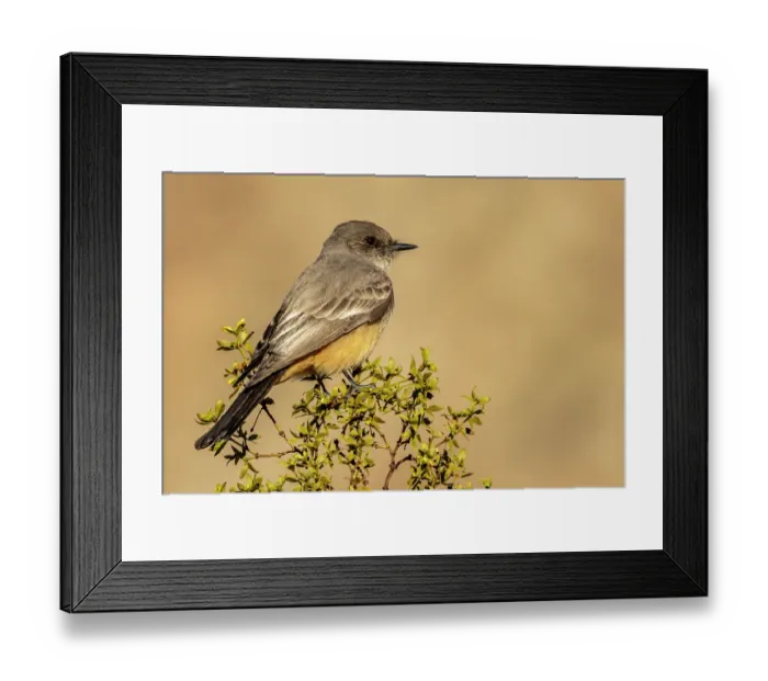 Framed Print : Says Phoebe in Palm Springs, California, USA Framed Print : Says Phoebe in Palm Springs, California, USA