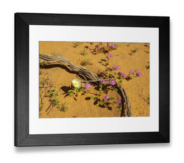 Framed Print : USA, California, Imperial Sand Dunes Recreation Area. Verbena and evening primrose flowers and cactus skeleton. ©Cathy & Gordon Illg  /  Jaynes Gallery  /  DanitaDelimont.com