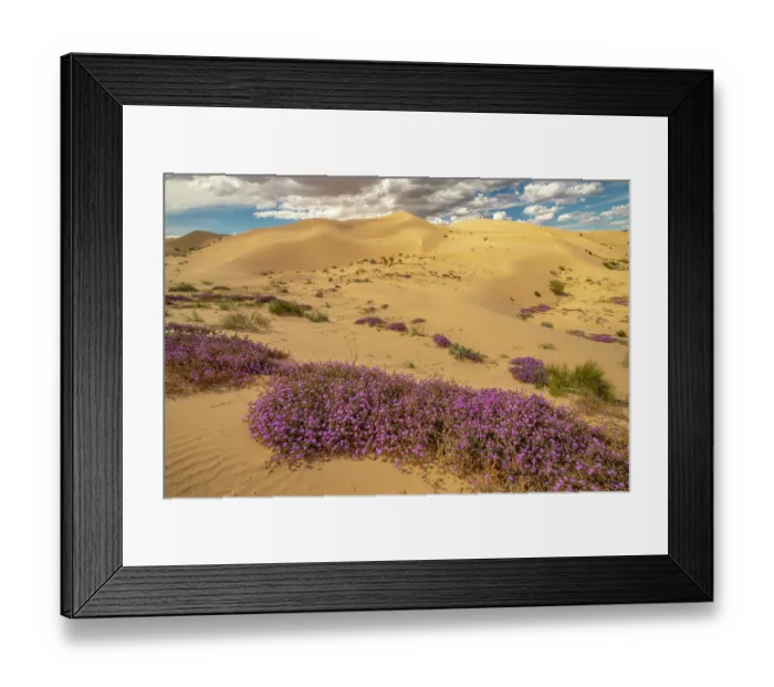 Framed Print : USA, California, Imperial Sand Dunes Recreation Area. Blooming verbena flowers. ©Cathy & Gordon Illg  /  Jaynes Gallery  /  DanitaDelimont.com
