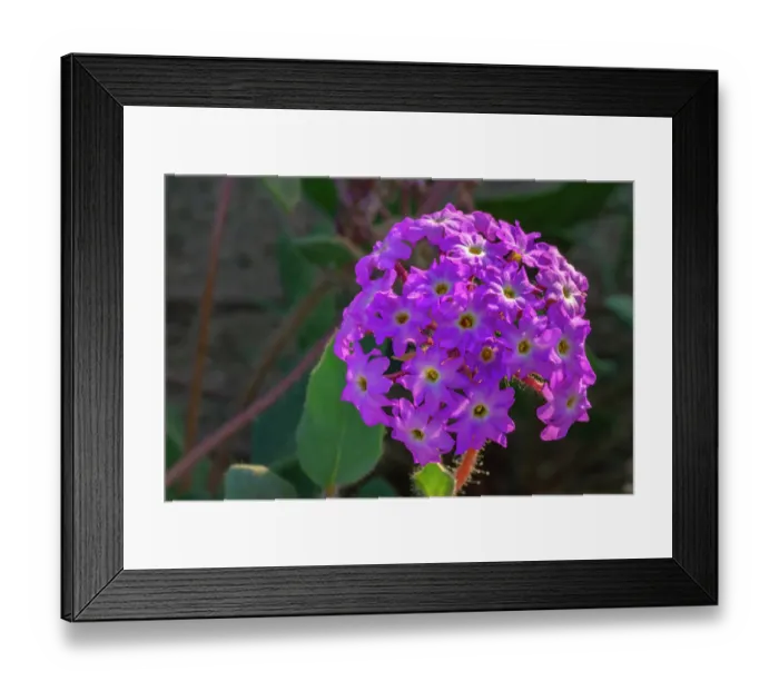 Framed Print : USA, California, Anza Borrego Desert State Park. Verbena blossom close-up. ©Cathy & Gordon Illg  /  Jaynes Gallery  /  DanitaDelimont.com