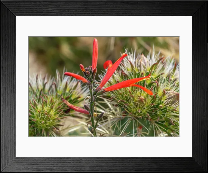 Framed Print : USA, California, Anza Borrego Desert State Park. Chuparosa blossoms close-up. ©Cathy & Gordon Illg  /  Jaynes Gallery  /  DanitaDelimont.com