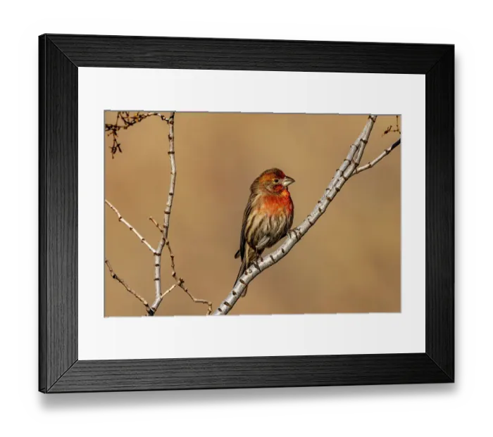 Framed Print : House finch in Palm Springs, California, USA