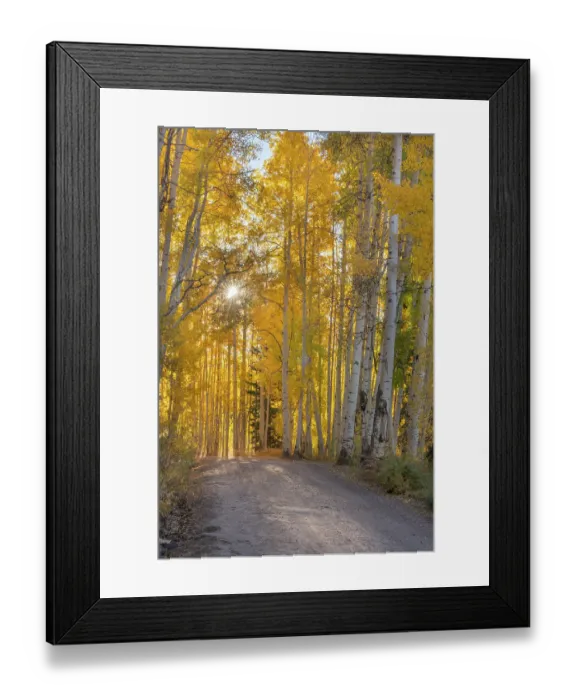 Framed Print : USA, Colorado, Gunnison National Forest. Sunburst above a forest road in autumn. ©Don Grall / Jaynes Gallery / DanitaDelimont.com Framed Print : USA, Colorado, Gunnison National Forest. Sunburst above a forest road in autumn. ©Don Grall / Jaynes Gallery / DanitaDelimont.com