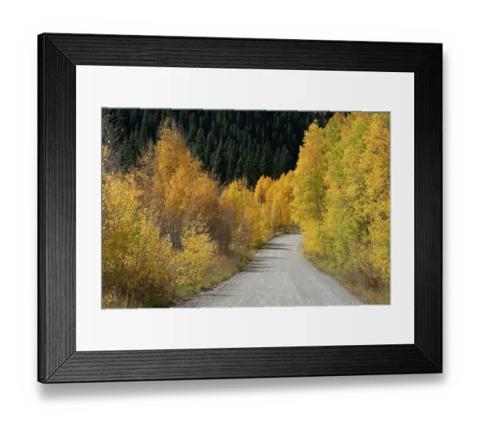 Framed Print : USA, Colorado, Uncompahgre National Forest. Gravel road through aspen forest in autumn. ©Don Grall / Jaynes Gallery / DanitaDelimont.com Framed Print : USA, Colorado, Uncompahgre National Forest. Gravel road through aspen forest in autumn. ©Don Grall / Jaynes Gallery / DanitaDelimont.com