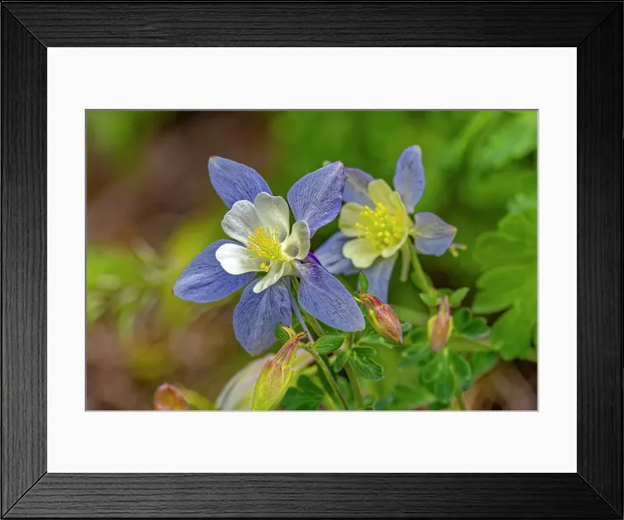 Framed Print : USA, Wyoming, Snowy Range. Blue columbine flower. Credit as Fred Lord / Jaynes Gallery / DanitaDelimont.com Framed Print : USA, Wyoming, Snowy Range. Blue columbine flower. Credit as Fred Lord / Jaynes Gallery / DanitaDelimont.com