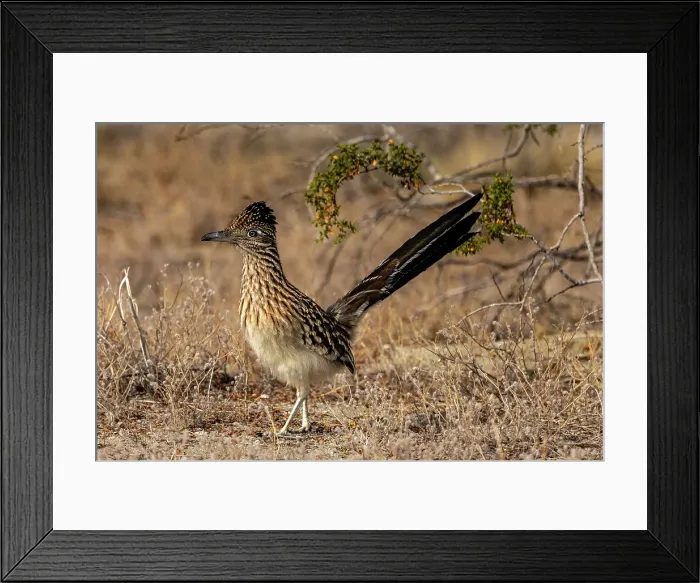 Framed Print : Roadrunner in Palm Springs, California, USA Framed Print : Roadrunner in Palm Springs, California, USA