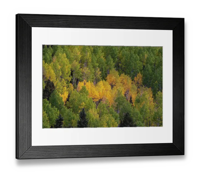 Framed Print : USA, Colorado, Uncompahgre National Forest. Landscape with forest in autumn. ©Don Grall  /  Jaynes Gallery  /  DanitaDelimont.com