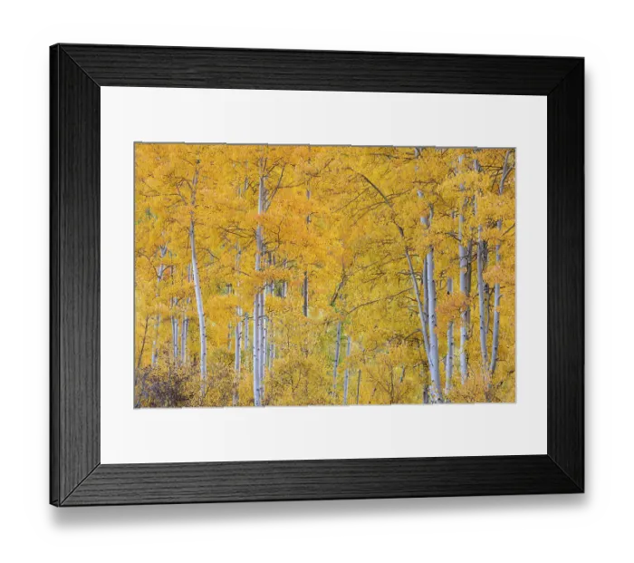 Framed Print : USA, Colorado, Uncompahgre National Forest. Autumn forest landscape. ©Don Grall  /  Jaynes Gallery  /  DanitaDelimont.com