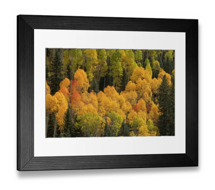 Framed Print : USA, Colorado, San Juan National Forest. Autumn colors in forest. ©Don Grall / Jaynes Gallery / DanitaDelimont.com Framed Print : USA, Colorado, San Juan National Forest. Autumn colors in forest. ©Don Grall / Jaynes Gallery / DanitaDelimont.com