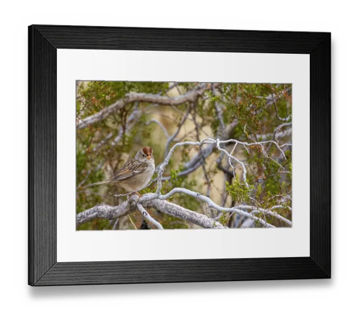 Framed Print : White crowned sparrows in Palm Springs, California, USA Framed Print : White crowned sparrows in Palm Springs, California, USA