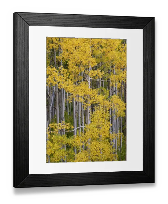 Framed Print : USA, Colorado, Uncompahgre National Forest. Aspen grove in autumn. ©Don Grall  /  Jaynes Gallery  /  DanitaDelimont.com