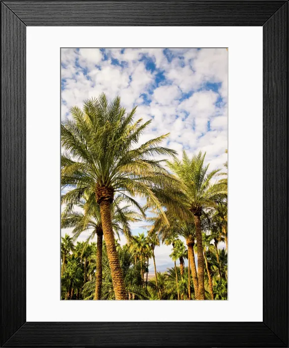 Framed Print : Palm trees, The Oasis of Death Valley, California, USA