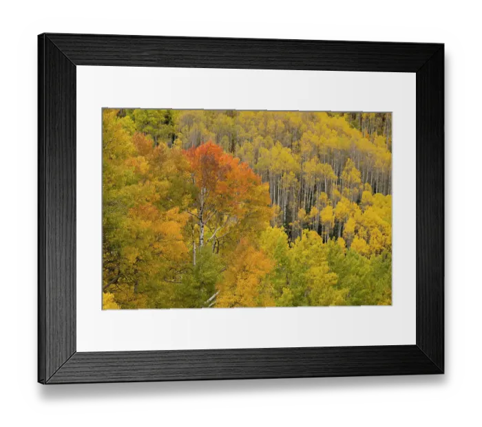 Framed Print : USA, Colorado, San Juan National Forest. Autumn-colored aspen forest. ©Don Grall / Jaynes Gallery / DanitaDelimont.com Framed Print : USA, Colorado, San Juan National Forest. Autumn-colored aspen forest. ©Don Grall / Jaynes Gallery / DanitaDelimont.com