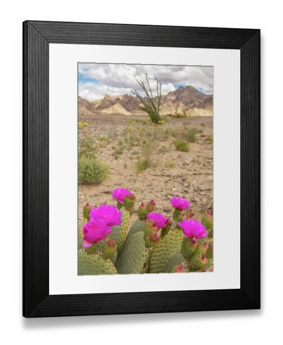Framed Print : USA, California. Blooming beavertail cactus and Chocolate Mountains. ©Cathy & Gordon Illg / Jaynes Gallery / DanitaDelimont.com Framed Print : USA, California. Blooming beavertail cactus and Chocolate Mountains. ©Cathy & Gordon Illg / Jaynes Gallery / DanitaDelimont.com