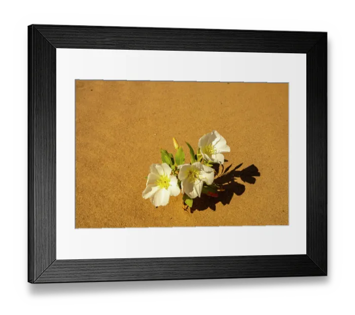 Framed Print : USA, California, Imperial Sand Dunes Recreation Area. Close-up of evening primrose flowers in sand. ©Cathy & Gordon Illg / Jaynes Gallery / DanitaDelimont.com Framed Print : USA, California, Imperial Sand Dunes Recreation Area. Close-up of evening primrose flowers in sand. ©Cathy & Gordon Illg / Jaynes Gallery / DanitaDelimont.com