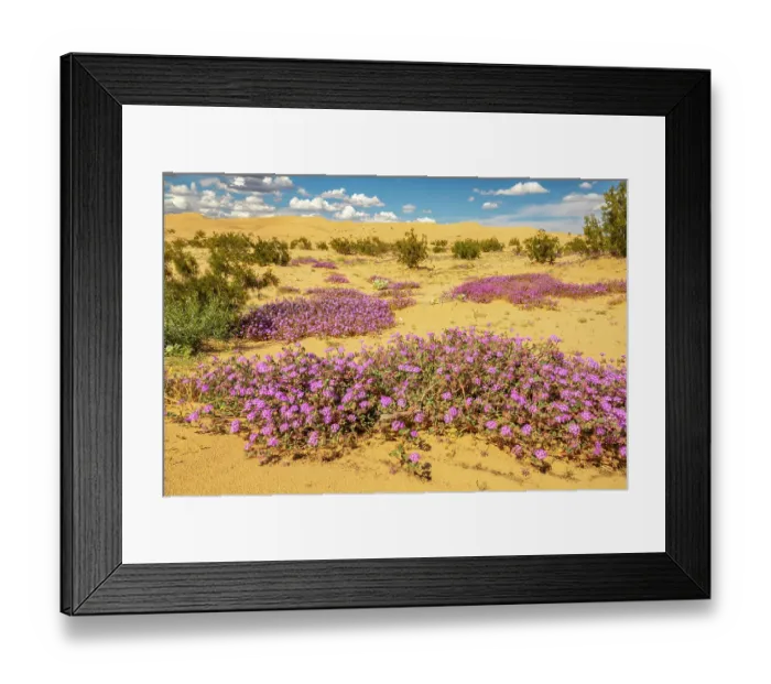 Framed Print : USA, California, Imperial Sand Dunes Recreation Area. Blooming verbena flowers. ©Cathy & Gordon Illg / Jaynes Gallery / DanitaDelimont.com Framed Print : USA, California, Imperial Sand Dunes Recreation Area. Blooming verbena flowers. ©Cathy & Gordon Illg / Jaynes Gallery / DanitaDelimont.com