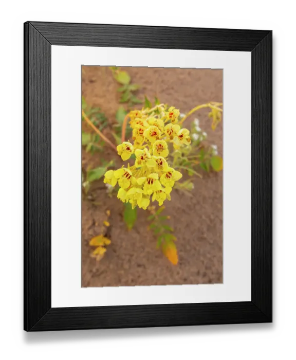 Framed Print : USA, California, Imperial Sand Dunes Recreation Area. Close-up of brown-eyed primrose flowers. ©Cathy & Gordon Illg / Jaynes Gallery / DanitaDelimont.com Framed Print : USA, California, Imperial Sand Dunes Recreation Area. Close-up of brown-eyed primrose flowers. ©Cathy & Gordon Illg / Jaynes Gallery / DanitaDelimont.com