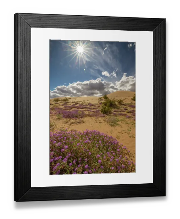 Framed Print : USA, California, Imperial Sand Dunes Recreation Area. Blooming verbena flowers. ©Cathy & Gordon Illg / Jaynes Gallery / DanitaDelimont.com Framed Print : USA, California, Imperial Sand Dunes Recreation Area. Blooming verbena flowers. ©Cathy & Gordon Illg / Jaynes Gallery / DanitaDelimont.com