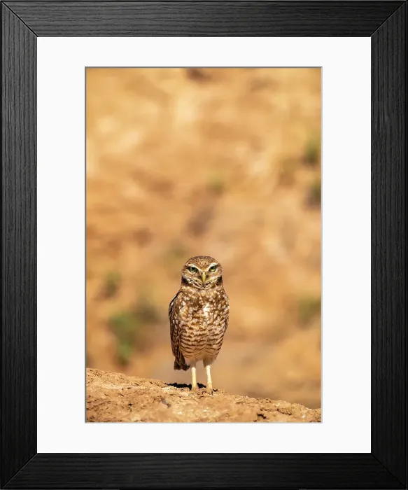 Framed Print : USA, California, Anza Borrego Desert State Park. Burrowing owl close-up. ©Cathy & Gordon Illg  /  Jaynes Gallery  /  DanitaDelimont.com