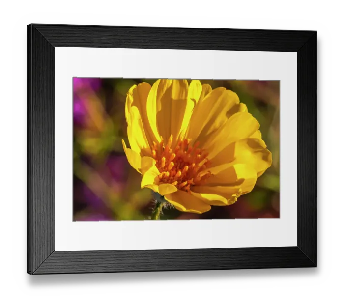 Framed Print : USA, California, Anza Borrego Desert State Park. Goldfields blossom close-up. ©Cathy & Gordon Illg  /  Jaynes Gallery  /  DanitaDelimont.com