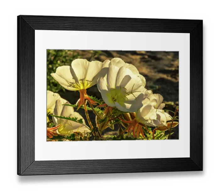 Framed Print : USA, California, Anza Borrego Desert State Park. Evening primrose blossoms. ©Cathy & Gordon Illg / Jaynes Gallery / DanitaDelimont.com Framed Print : USA, California, Anza Borrego Desert State Park. Evening primrose blossoms. ©Cathy & Gordon Illg / Jaynes Gallery / DanitaDelimont.com