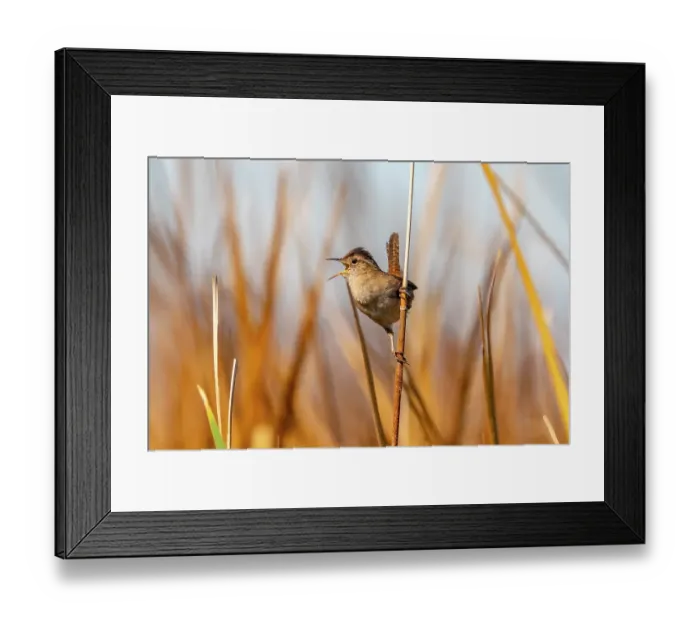 Framed Print : USA, California, Sonny Bono National Wildlife Refuge. Marsh wren singing on reed. ©Cathy & Gordon Illg / Jaynes Gallery / DanitaDelimont.com Framed Print : USA, California, Sonny Bono National Wildlife Refuge. Marsh wren singing on reed. ©Cathy & Gordon Illg / Jaynes Gallery / DanitaDelimont.com