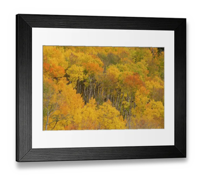 Framed Print : USA, Colorado, Uncompahgre National Forest. Autumn forest landscape. ©Don Grall / Jaynes Gallery / DanitaDelimont.com Framed Print : USA, Colorado, Uncompahgre National Forest. Autumn forest landscape. ©Don Grall / Jaynes Gallery / DanitaDelimont.com
