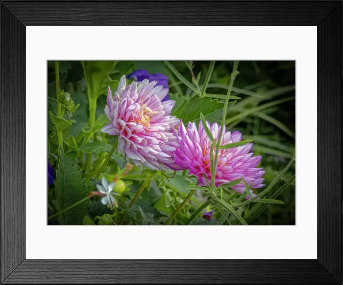 Framed Print : USA, Colorado, Fort Collins. Dahlia flowers close-up. Credit as Fred Lord  /  Jaynes Gallery  /  DanitaDelimont.com