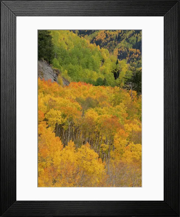 Framed Print : USA, Colorado, Uncompahgre National Forest. Autumn forest landscape. ©Don Grall  /  Jaynes Gallery  /  DanitaDelimont.com