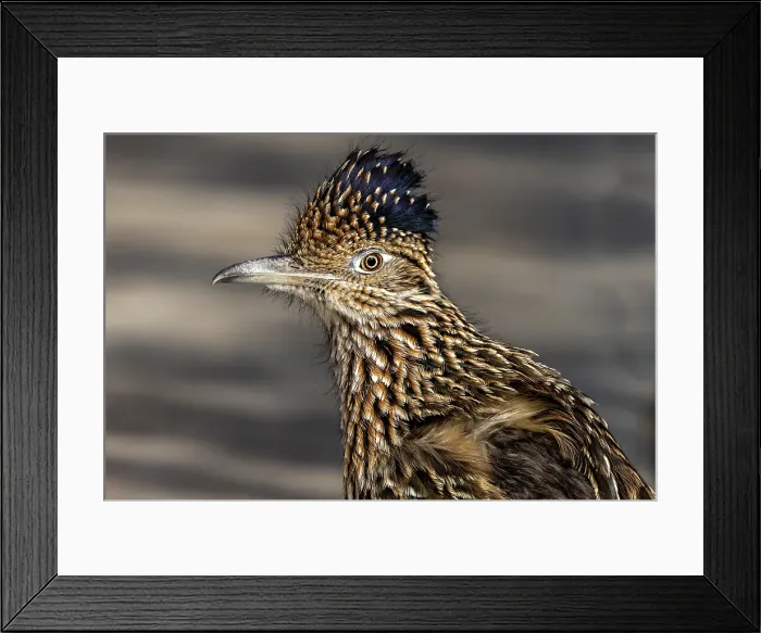 Framed Print : Roadrunner in Palm Springs, California, USA Framed Print : Roadrunner in Palm Springs, California, USA
