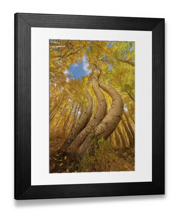 Framed Print : USA, Colorado, Uncompahgre National Forest. Curved aspen trees in autumn. ©Don Grall / Jaynes Gallery / DanitaDelimont.com Framed Print : USA, Colorado, Uncompahgre National Forest. Curved aspen trees in autumn. ©Don Grall / Jaynes Gallery / DanitaDelimont.com