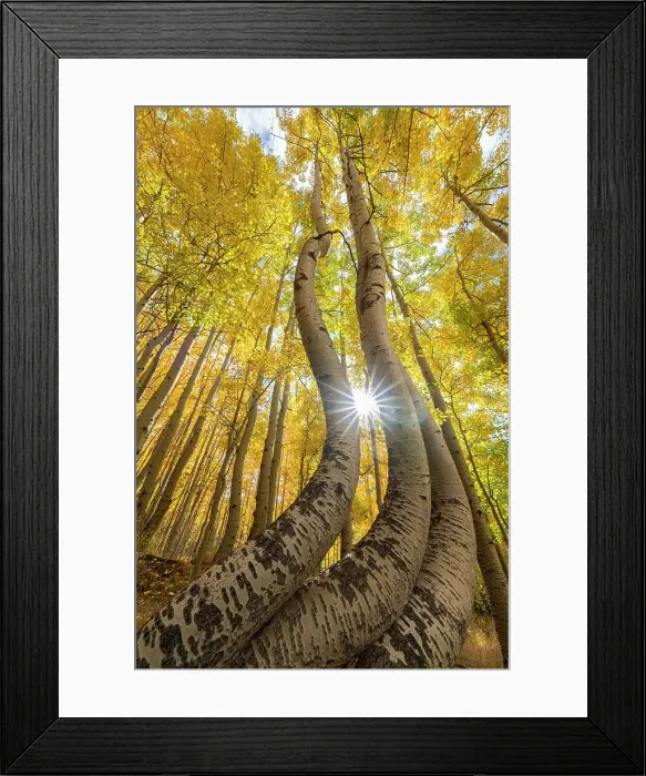 Framed Print : USA, Colorado, Uncompahgre National Forest. Curved aspen trees in autumn at sunrise. ©Don Grall  /  Jaynes Gallery  /  DanitaDelimont.com