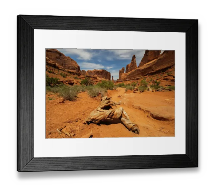 Framed Print : Utah juniper, Park Avenue, Arches National Park, Utah, US Framed Print : Utah juniper, Park Avenue, Arches National Park, Utah, US