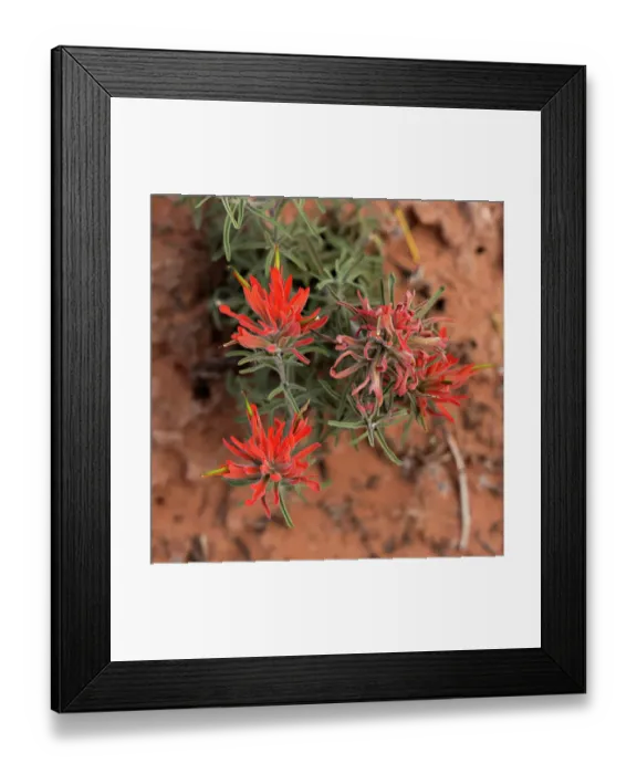 Framed Print : Desert paintbrush, the Windows, Arches National Park, Utah, US Framed Print : Desert paintbrush, the Windows, Arches National Park, Utah, US