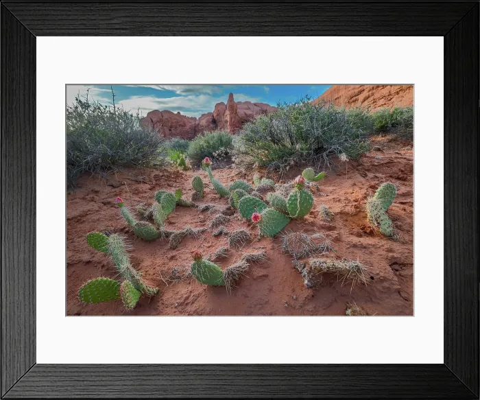 Framed Print : Starvation Pricklypear Cactus, The Windows, Arches National Park, Utah, US