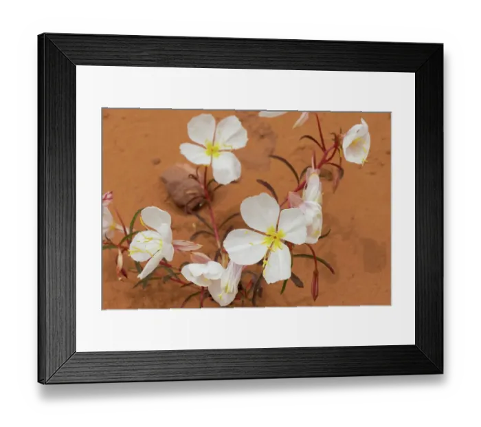 Framed Print : Pale evening primrose, Double Arch, Arches National Park, Utah, US Framed Print : Pale evening primrose, Double Arch, Arches National Park, Utah, US