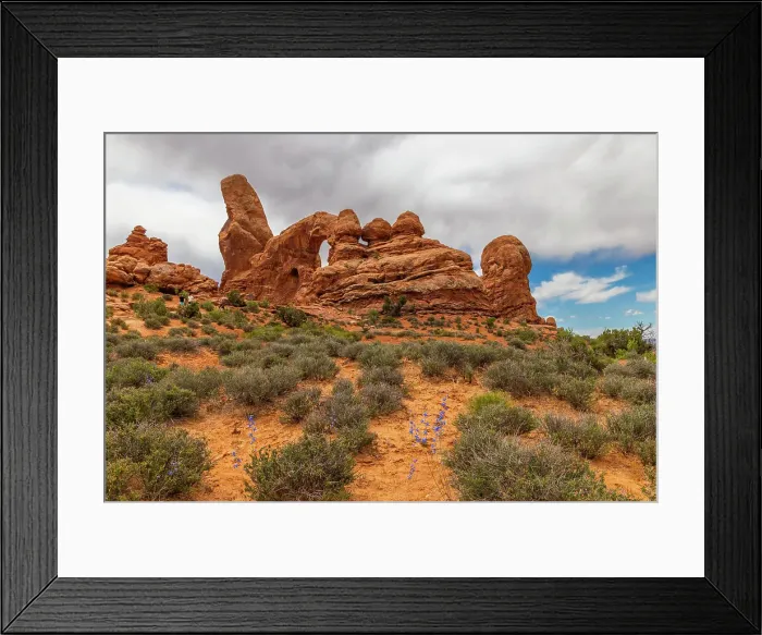 Framed Print : Twolobe larkspur, Turret Arch, Arches National Park, Utah, US Framed Print : Twolobe larkspur, Turret Arch, Arches National Park, Utah, US