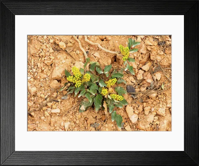 Framed Print : Creeping Barberry (Berberis repens)Bryce Canyon National Park, Utah, US