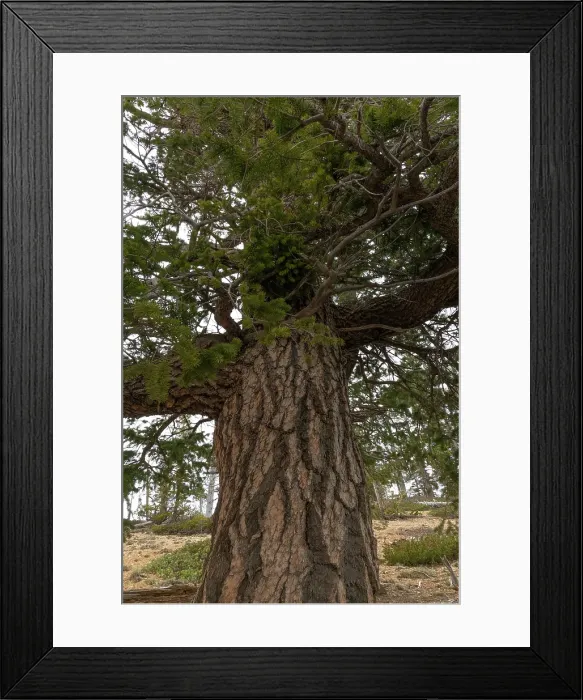 Framed Print : Douglas fir (Pseudotsuga menziesii), Bristlecone Loop, Bryce Canyon National Park, Utah, US