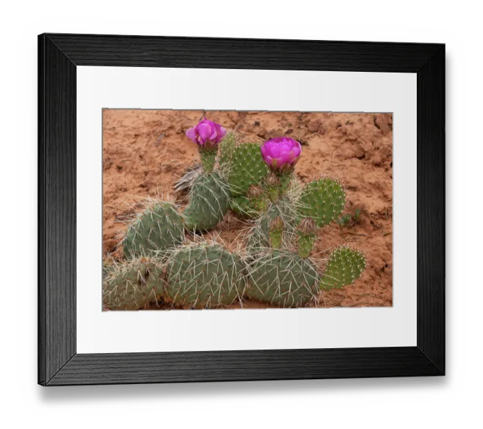 Framed Print : Starvation pricklypear cactus, Mesa Arch Trail, Canyonlands National Park, Utah, US Framed Print : Starvation pricklypear cactus, Mesa Arch Trail, Canyonlands National Park, Utah, US
