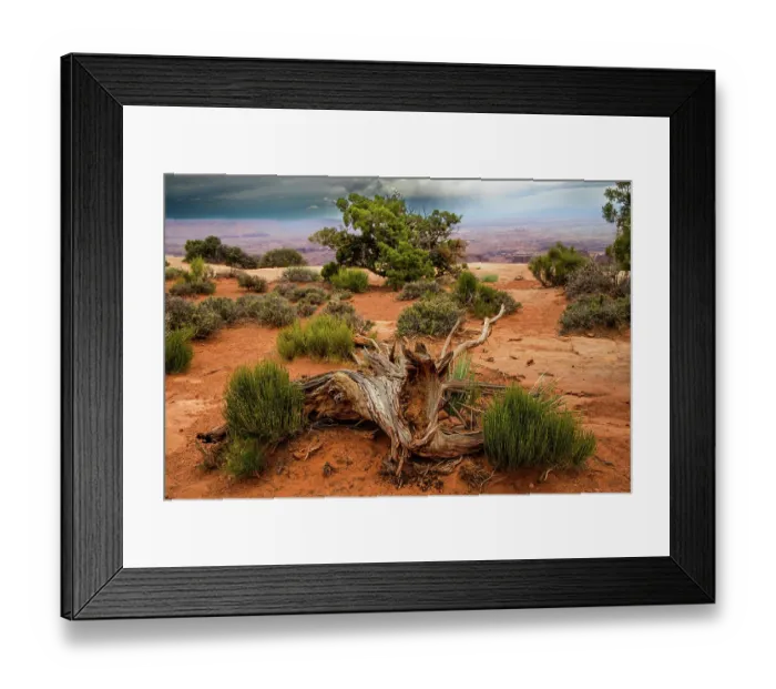 Framed Print : Green ephedra and Utah juniper, Grand View Point Trail, Canyonlands National Park, Utah, US
