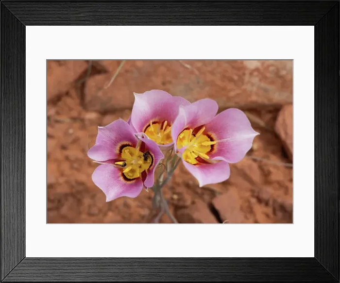 Framed Print : Sego Lily, Upheaval Dome Trail, Canyonlands National Park, Utah, US Framed Print : Sego Lily, Upheaval Dome Trail, Canyonlands National Park, Utah, US