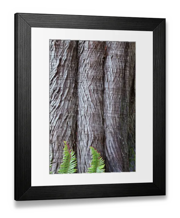 Framed Print : Western red cedar tree bark close-up. Sword ferns at base