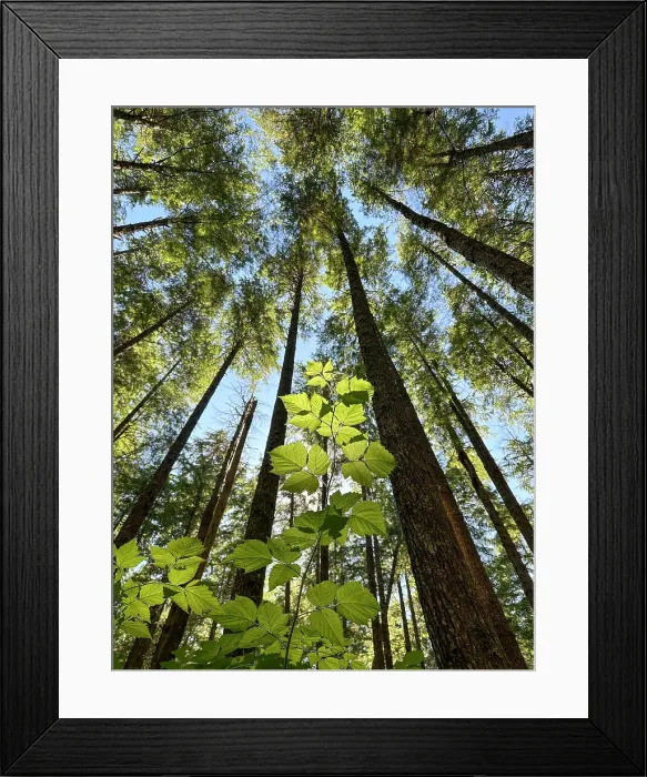 Framed Print : Washington, Olympic Peninsula. Upward view of plant leaves and tall trees